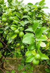 close-up of green lemon fruits on a lemon tree in Taiwan.