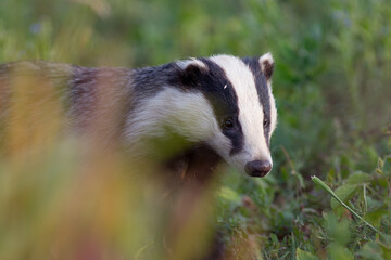 borsuk badger © Pawel