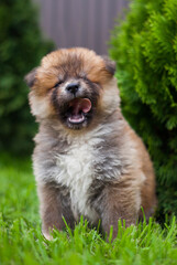 Fototapeta premium little puppy akita inu