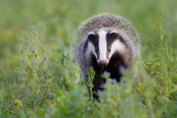 borsuk badger