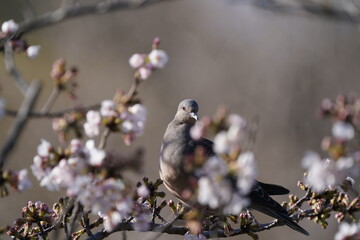 turtle dove on the cherry blossom