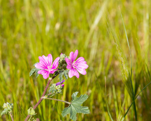 Beauty In Nature Copy Space. Pink wild flower in meadow in full bloom. Stock Photo.