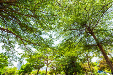 low angle view of green trees with the blue sky background