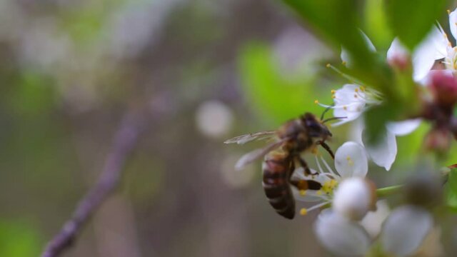 a bee collects nectar and pollen for honey from a sakura flower in summer weather in an orchard