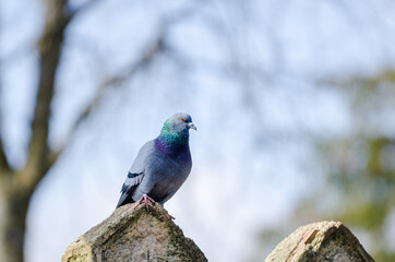 common domestic pigeon watching its surroundings. Palencia, Spain