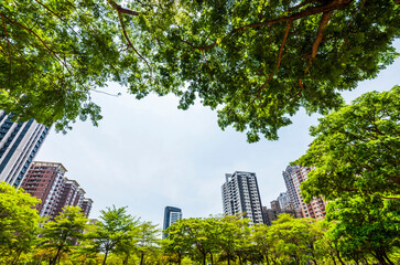 Fototapeta premium low angle view of green trees with the Modern building background in the park.