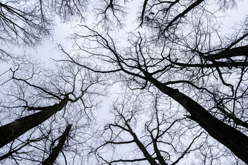 Low angle view on trees without leaves