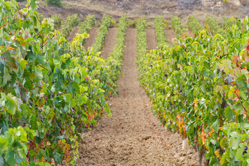 Fototapeta na wymiar Rioja Alavesa vineyards ripening in autumn