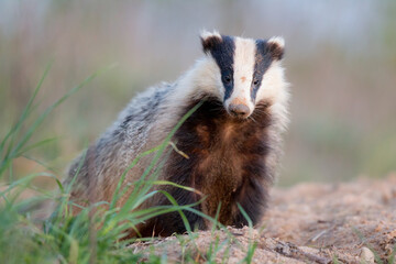 borsuk badger © Pawel