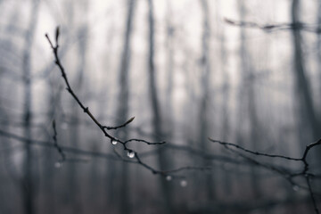 Close-up on rain drops on branch