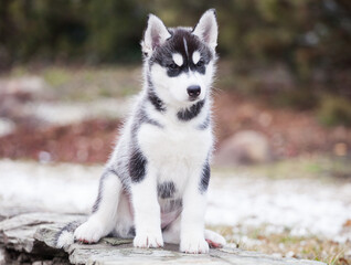cute little husky puppy walks on the street