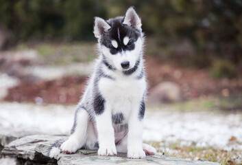 Obraz premium cute little husky puppy walks on the street