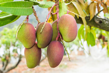 Close-up of mango fruits on the mango tree in Pingtung, Taiwan. 