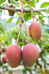 Close-up of mango fruits on the mango tree in Pingtung, Taiwan. 
