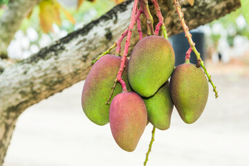 Close-up of mango fruits on mango tree in Pingtung, Taiwan.