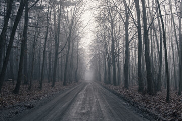 Fototapeta na wymiar Dark forest with wide road and mist