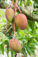 Close-up of mango fruits on the mango tree in Tainan, Taiwan. 