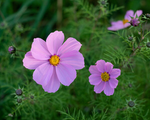 Fototapeta premium Cosmea flowers grow in the garden