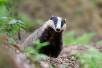 borsuk badger © Pawel