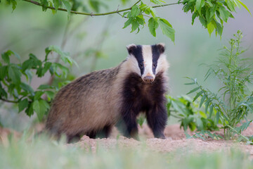 borsuk badger © Pawel
