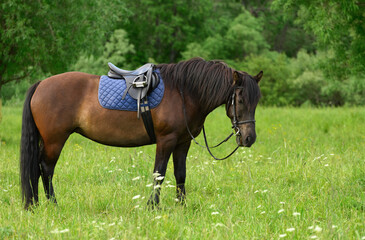 Beautiful bay horse is eating the grass at a edge of a deciduous forest in summer.