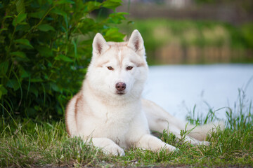 red head white siberian husky