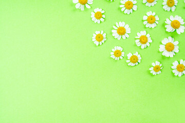 Spring fever chrysanthemum flowers poster