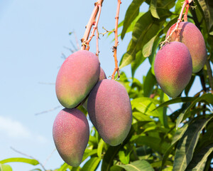 Close-up of mango fruits on the mango tree in Pingtung, Taiwan. 
