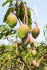 Close-up of mango fruits on the mango tree in Tainan, Taiwan. 