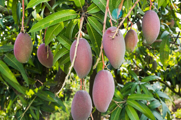 Close-up of mango fruits on the mango tree in Pingtung, Taiwan. 