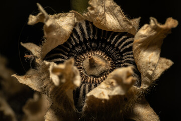 Close Up Macro Dead Flower