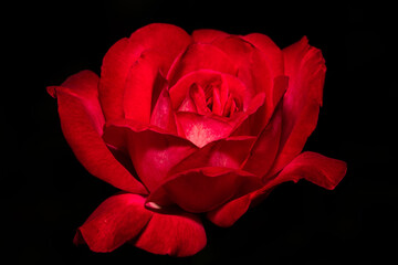 Beautiful Rose Close Up Macro