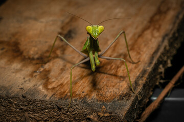 Praying Mantis Portrait Close Up Macro
