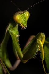 Praying Mantis Portrait Close Up Macro