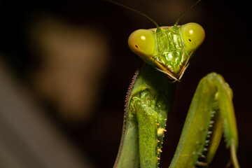 Praying Mantis Portrait Close Up Macro