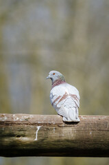 common domestic pigeon watching its surroundings. Palencia, Spain