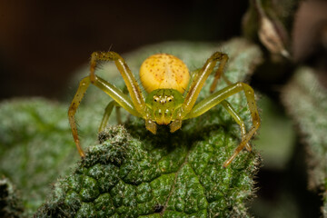Tiny Green/Yellow Spider Macro Close up Shot
