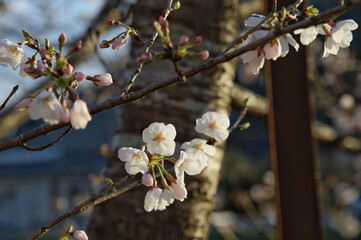 Spring flowers blooming in the garden at dusk in spring.