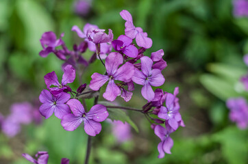 Fototapeta na wymiar Annual Honesty.Violet flowers on the spring photo.