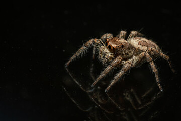 Tiny Jumping Spider on Glass Macro Close up