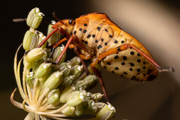 Small insect climbing on flower
