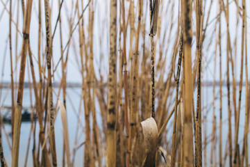 Reed texture closeup. Blurred background and reed stalks create a creative concept. There are red spots on the stems and the flowering of reeds is visible