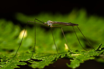 Tall and thin spider