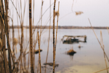 Reed texture closeup. Blurred background and reed stalks create a creative concept. There are red spots on the stems and the flowering of reeds is visible