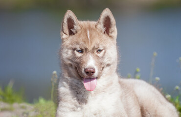 little husky that looks like a wolf 