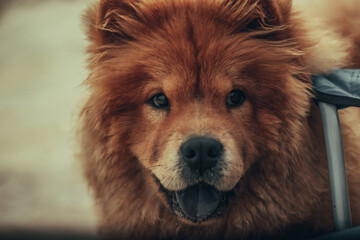 A good day with chow chow Harley