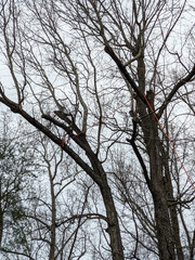 Professional Lumberjack Cutting a big Tree in the backyard