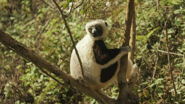 Calm Coquerel's Sifaka looks around from safe perch in tree