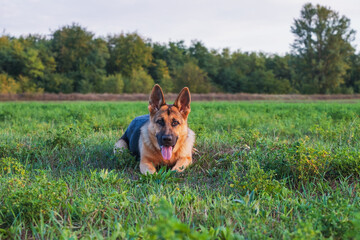 Beautiful german shepherd dog, smart and easy to train on the edge of the forest