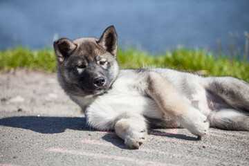 little husky that looks like a wolf 